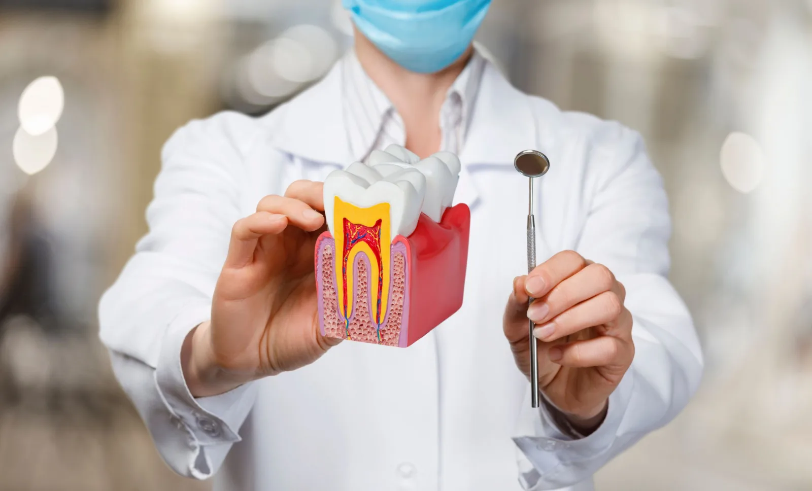 A dentist explaining root canal treatment on a cross-section tooth model